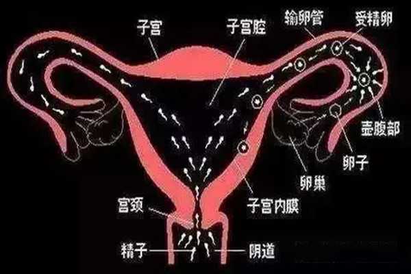 中国供卵代生，怎么判断精子是否进入子宫 精子进入子宫的三大症状